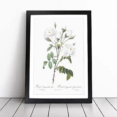 £12.95 • Buy White Roses Flowers Vintage Pierre-Joseph Redoute Framed Wall Art Print Canvas