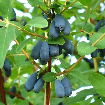 Lonicera Caerulea 'Blue Velvet' (Honeyberry) - In 9cm Pot - Edible Honeysuckle • £9.99