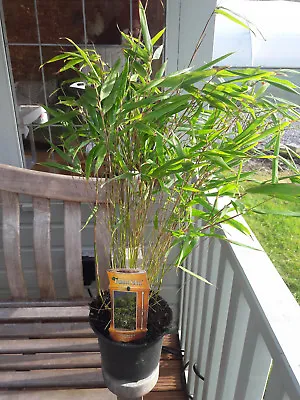 Fargesia Rufa / Chinese Fountain Bamboo 1-2ft Tall In A 2L Pot • £19.99