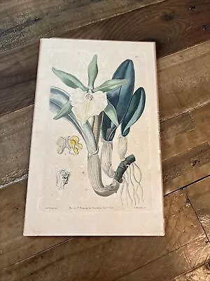 Vintage Botanical Print Ridgeway Piccadilly 1860 Miss Drake • $6.50