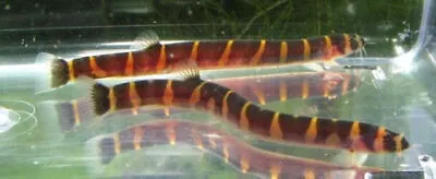 3 Striped Kuhli Loaches Live Freshwater Aquarium Fish • $34.99