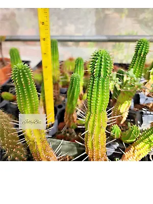 CORN COB Corkscrew EUPHORBIA MAMMILLARIS Cactus Live Plants Bareroot EASTER SALE • £2.92