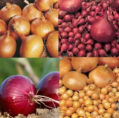 £5.99 • Buy 50 Onion Sets  - Assorted Varieties - Spring Planting