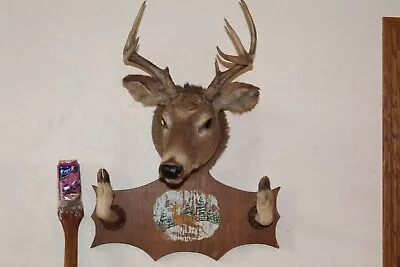 Whitetail Deer Head Shoulder Mount Taxidermy Cape Shed Antler Hunt Mule Hat Rack • $155