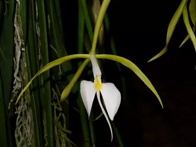 Epidendrum Orchid ~ Epidendrum Nocturnum ~ 4  Pot ~ Bloom Size • $26.99