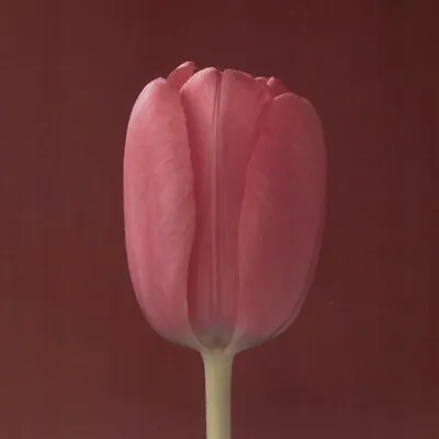 Robert Mapplethorpe - Tulip 1988 • $721.67