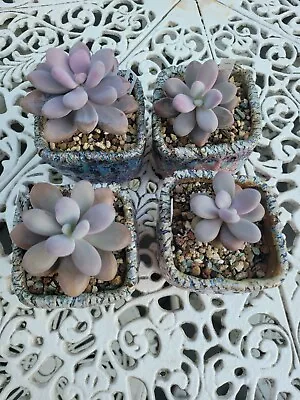 Graptopetalum Amethystinum - Lavender Pebbles Large And Medium Sizes With Roots • $40