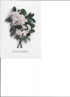 Mountain Laurel State Flower Of Connecticut Color Image • $4.95