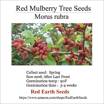 Red Mulberry Tree - 100 Seeds - Morus Rubra • $16.99