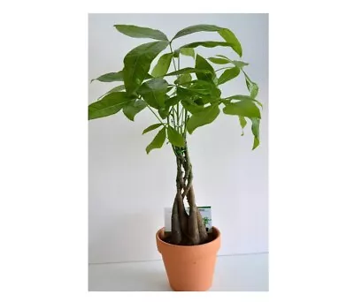 Money Tree Plant Mini 5 Plants Braided Into 1 Tree In 4  Clay Pot Indoor Plant • $49.95