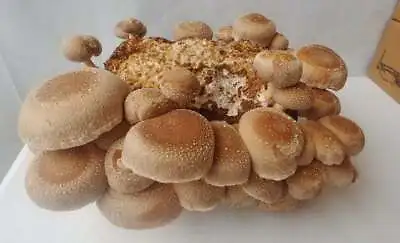 1 Block Grow Kit 3.25+lb Organic Shiitake Mushroom Block! Free Shipping! Easy! • $25.49