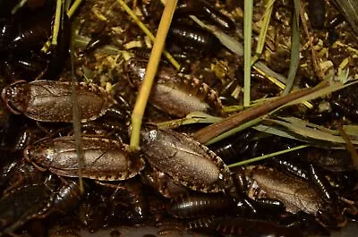 100 Lobster Roaches - Nauphoeta Cinerea - Live Pet Feeder Insect • $30