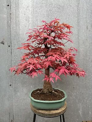 Large Japanese Acer Palmatum “Deshojo” Maple Bonsai Tree • £995