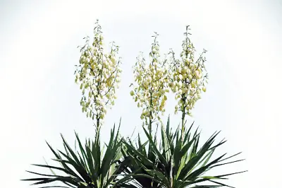 20 Yucca Glauca Soapweed Flower Seeds Perennial - A Soap Making Aloe FREE SHIP! • $1.99