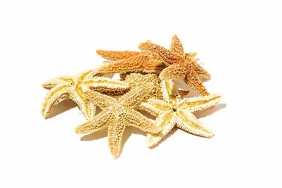 NessaStores Sugar StarFish Sea Shell Wedding Real Craft 1 - 2  (6 Pcs) #JC-055 • $11.25