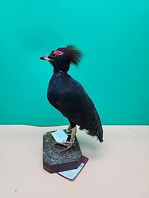 J70 Roul Roul Wood Partridge Bird Mount Taxidermy • $225