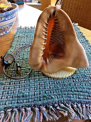 Vintage Hawaiian Conch Shell Night Light-Beautiful Shell Color & Works Perfectly • $59.99