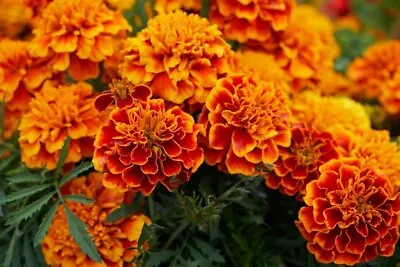 Mixed Marigold Seeds Sparky Mix French Marigolds Bulk Seeds Heirloom 1000ct • $5