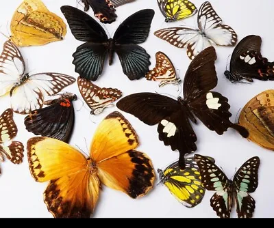 10 Bulk Butterflies Dead Insect Dried Bug Ready To Mount Specimen Taxidermy Art • $55