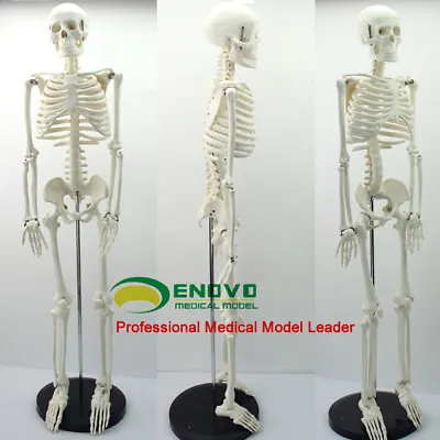 33 /85cm Human Anatomical Anatomy Skeleton Medical Teaching Model +Stand Fexible • $66