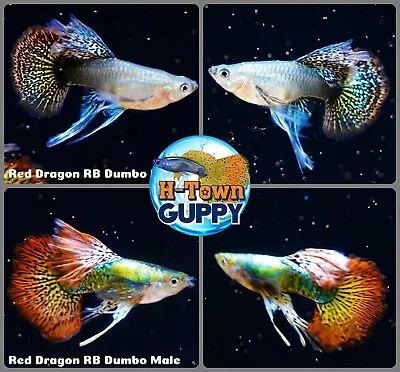 $30.95 • Buy 1 TRIO - Live Aquarium Guppy Fish High Quality - Red Dragon Ribbon BDS Big Ears