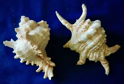 2 Seashells Spider Conch Harpago Arthriticus And Ramose Murex Chicoreus Ramosus • $14.95