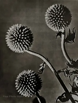 1930/75 Vintage MAN RAY Three Flower Balls Still Life Photo Engraving Art 12x16 • $159.21