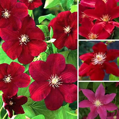 1 X Clematis Dark Red Coloured Large Flowering Climber Hardy Plant In Pot • £12.99