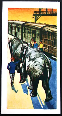 CIRCUS ELEPHANT RAILWAY TRANSPORT  Vintage 1970 Illustrated Card  AD30M • £4.99