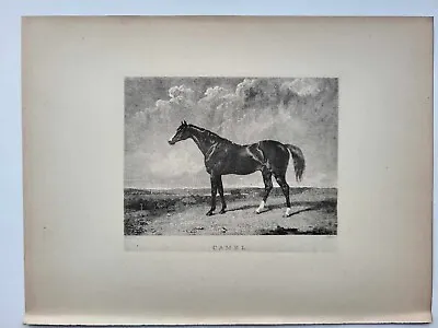 Vintage Antique Print 1887 Portraits Famous Racehorses Camel Foaled 1822 • £16