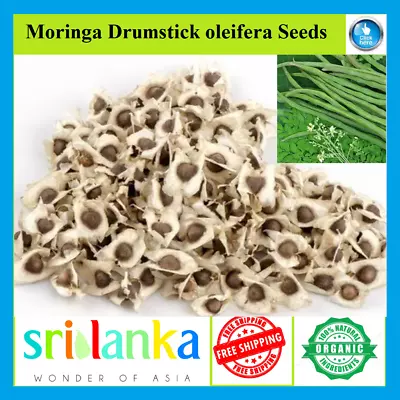 Moringa Oleifera Seeds (25-100) Drumstick Horseradish Tree Health IMMUNE BOOSTER • $9.55