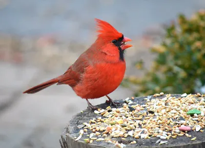 £3.69 • Buy Birds Cardinal # 2 - 8 X 10 - T Shirt Iron On Transfer - Cardinals
