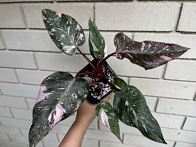 Philodendron Pink Princess Marble Galaxy Indoor Variegated Plant Not Monstera • $220