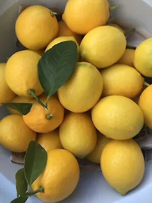 5 Seeds - Delicious Meyer Lemon Edible Fruit Organic California Tree Seeds • $4.50