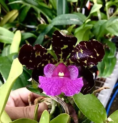 Orchid Plant 454. Cattleya Aclandiae 'Black Rook' (Alices) X 'Black Rook' (Rosco • $56.50