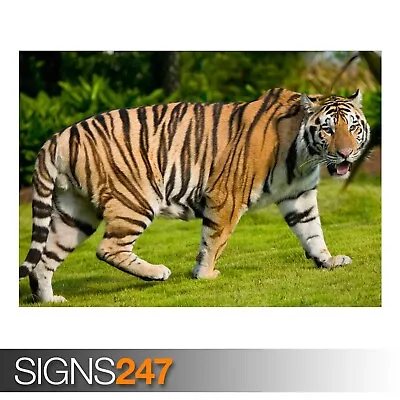 TIGER (3538) Animal Poster - Photo Picture Poster Print Art A0 A1 A2 A3 A4 • £3.95