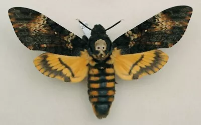 Sphingidae - Acherontia Atropos - Death's-head Hawk-moth - #206 - Female • $22.72