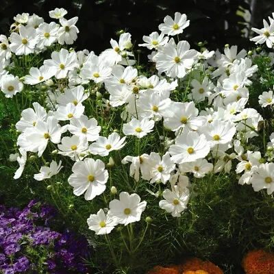 Cosmos Seeds Annual Flowering Garden Plants 'Psyche White' 1 Packet 75 Seeds T&M • £4.29