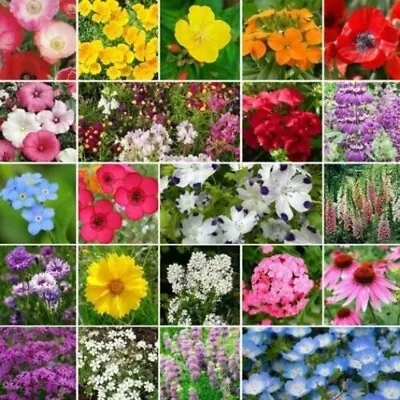 Partial Shade Wildflower Seed Mix | Heirloom & Non-GMO | Annual & Perennial Seed • $192