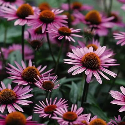 T&M Echinacea Purpurea Garden Plant Hardy Perennial Flowering Garden 6 Bareroots • £11.99