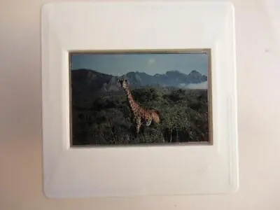 Giraffe    35mm Slide Clear Focus No Reflection • £5