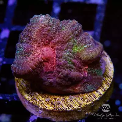 Rainbow Pectina - Live Coral Frag • $54.99