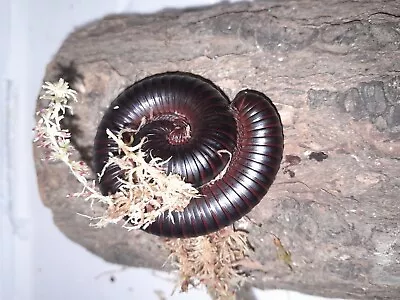 Wc. African Black Train Millipede • £16