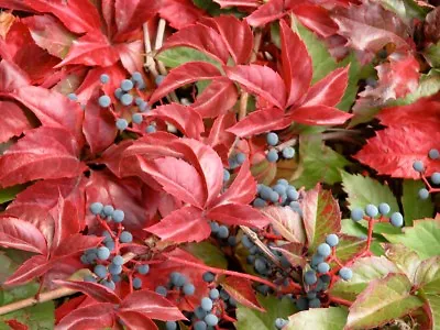 Parthenocissus Quinquefolia VIRGINIA CREEPER VINE Seeds! • $4.99