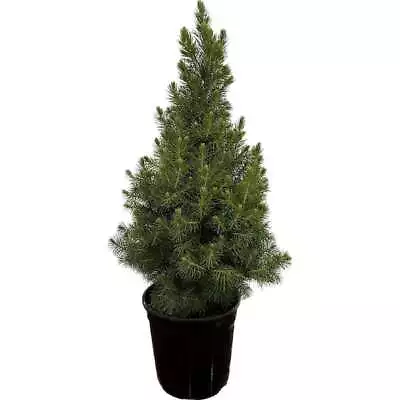 2.5 Qt. Dwarf Alberta Spruce Live Pyramidal Evergreen Tree Conifer • $23.98