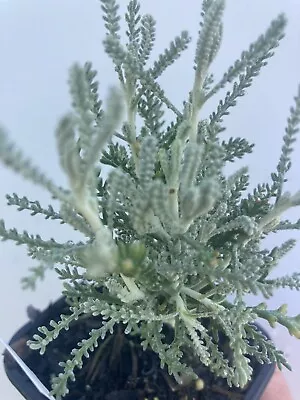 £7.97 • Buy Santolina Chamaecyparissus Cotton Lavender Evergreen Garden Shrub In 8cm Pot