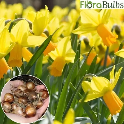 5 Daffodil Bulbs 'Jet Fire' Miniature Dwarf Narcissius Spring Flowering Plants • £150