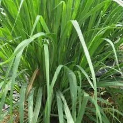 VANILLA GRASS PLANT 1 Established Plant Anthoxanthum Odoratum Herb Organic • $17.95