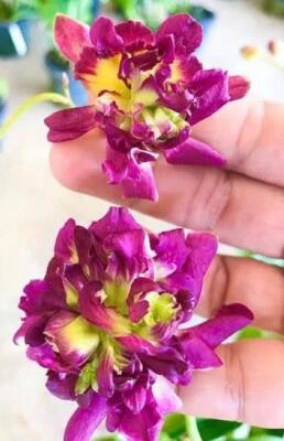 $10 • Buy ORCHID  - Dendrobium  Betty Rose 'Red' - UNUSUAL - HARDCANE TYPE