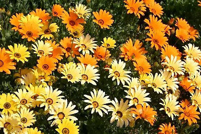 African Daisy Seeds Glandular Cape Marigold Bees And Butterflies FREE SHIP • $1.69